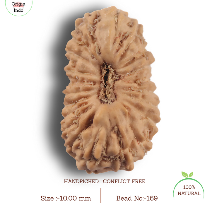 21 Mukhi Indonesian Rudraksha - Bead No. 169