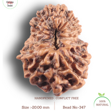 Load image into Gallery viewer, 16 Mukhi Rudraksha from Indonesia - Bead No. 347
