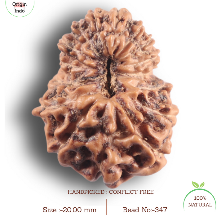 16 Mukhi Rudraksha from Indonesia - Bead No. 347