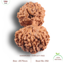 Load image into Gallery viewer, 16 Mukhi Gaurishankar Rudraksha from Indonesia - Bead No. 352
