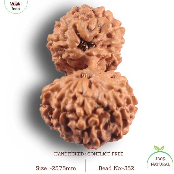 16 Mukhi Gaurishankar Rudraksha from Indonesia - Bead No. 352