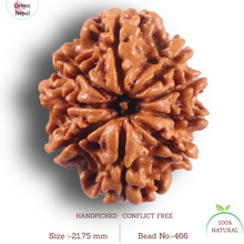 Load image into Gallery viewer, 9 Mukhi Nepalese Rudraksha - Bead No. 466
