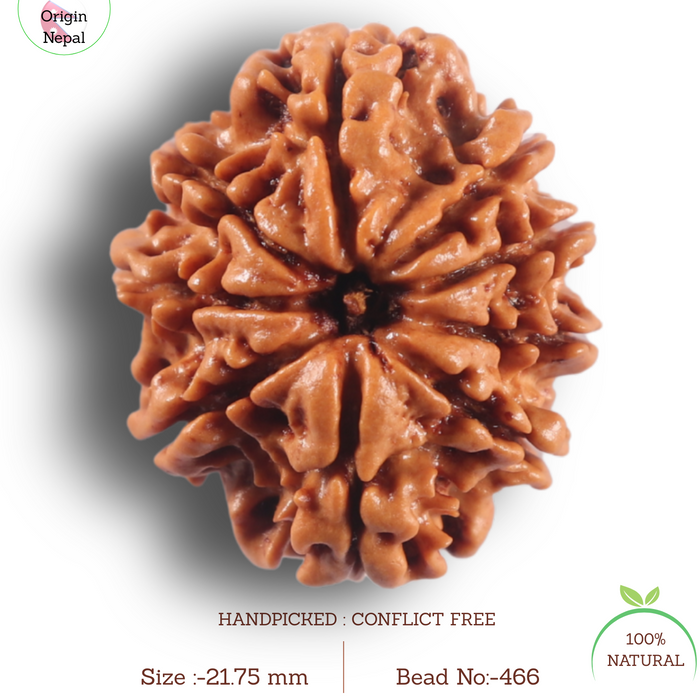 9 Mukhi Nepalese Rudraksha - Bead No. 466