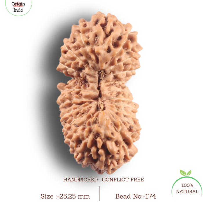 21 Mukhi Indonesian Rudraksha - Bead No. 174