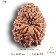 Load image into Gallery viewer, 16 Mukhi Rudraksha from Indonesia - Bead No. 346
