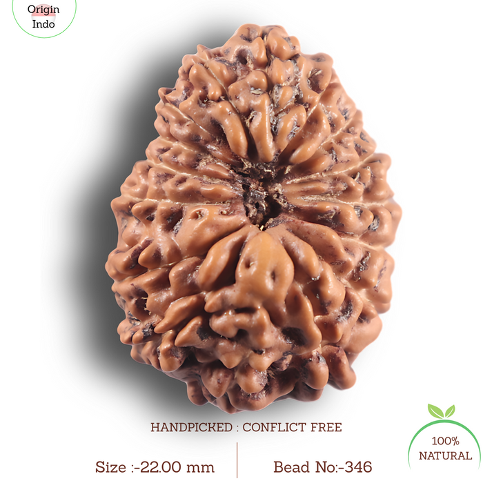 16 Mukhi Rudraksha from Indonesia - Bead No. 346