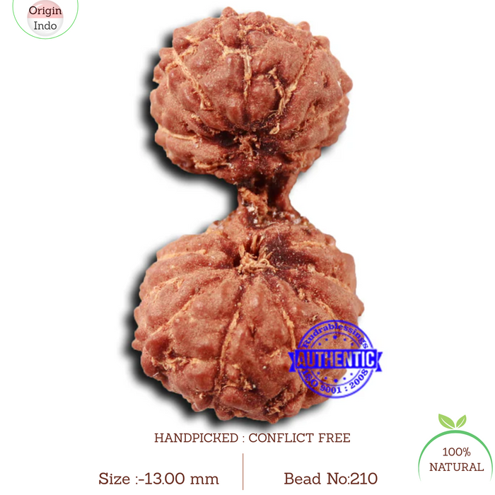17 Mukhi Gaurishankar Rudraksha from Indonesia - Bead No. 210