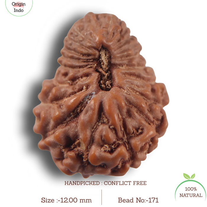 21 Mukhi Indonesian Rudraksha - Bead No. 171
