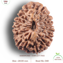 Load image into Gallery viewer, 16 Mukhi Rudraksha from Indonesia - Bead No. 349
