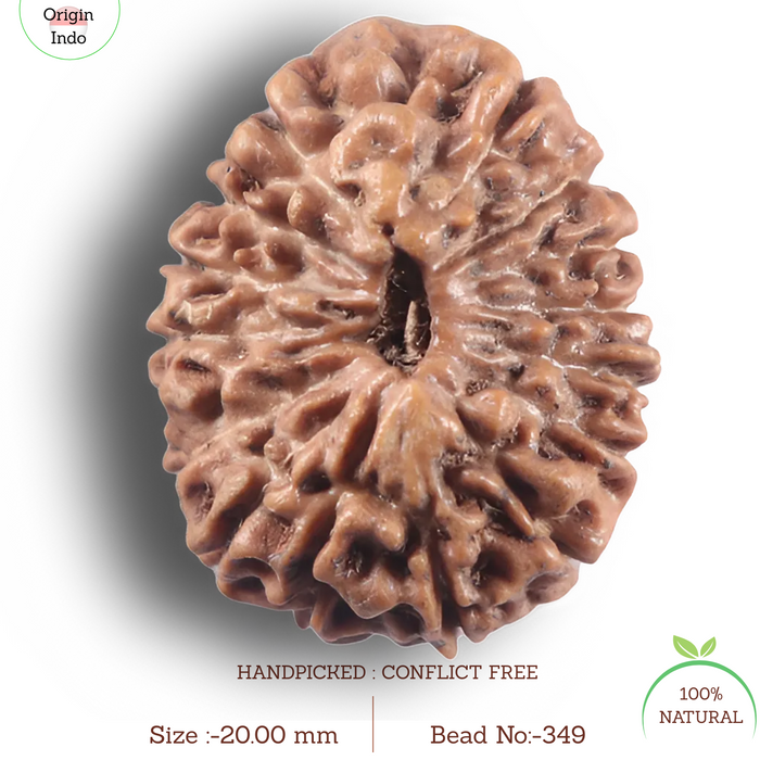 16 Mukhi Rudraksha from Indonesia - Bead No. 349