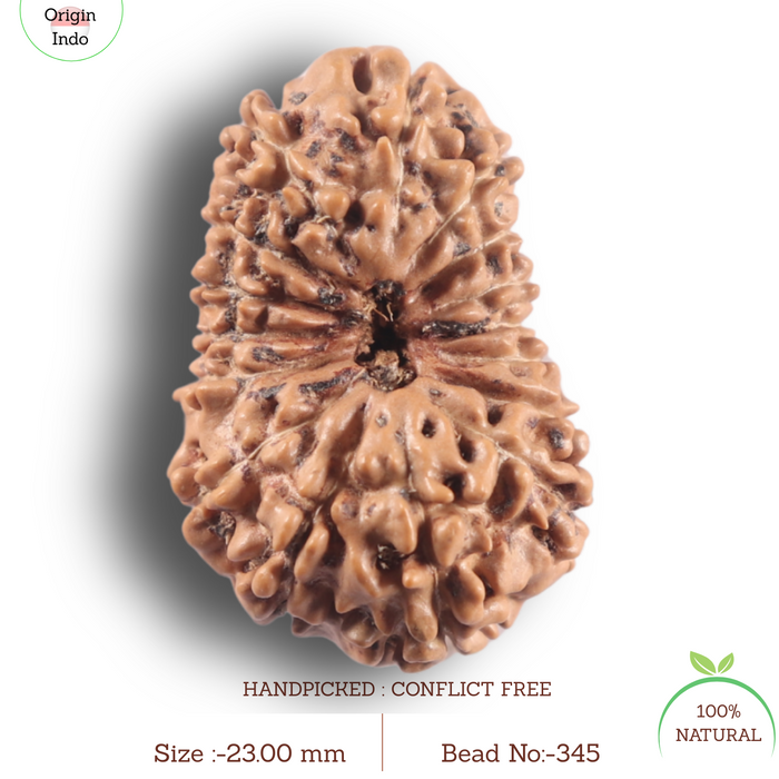 16 Mukhi Rudraksha from Indonesia - Bead No. 345