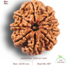 Load image into Gallery viewer, 9 Mukhi Nepalese Rudraksha - Bead No. 467

