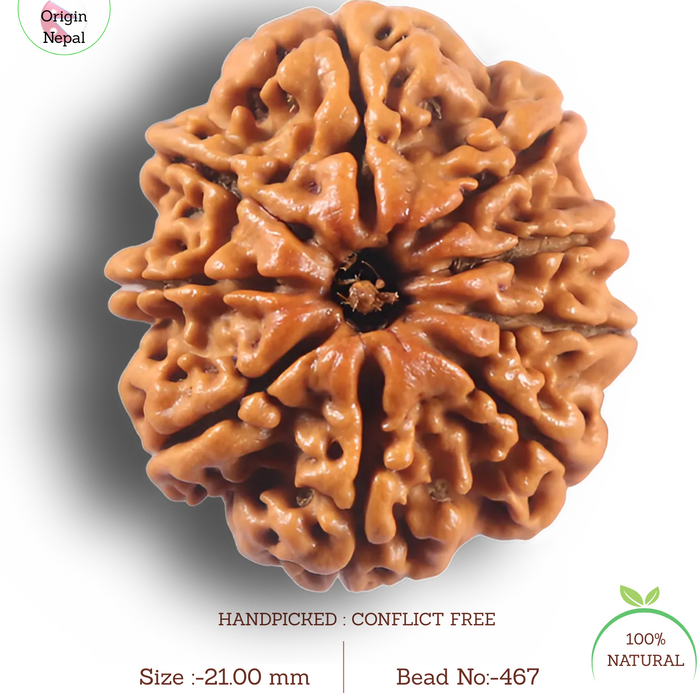 9 Mukhi Nepalese Rudraksha - Bead No. 467