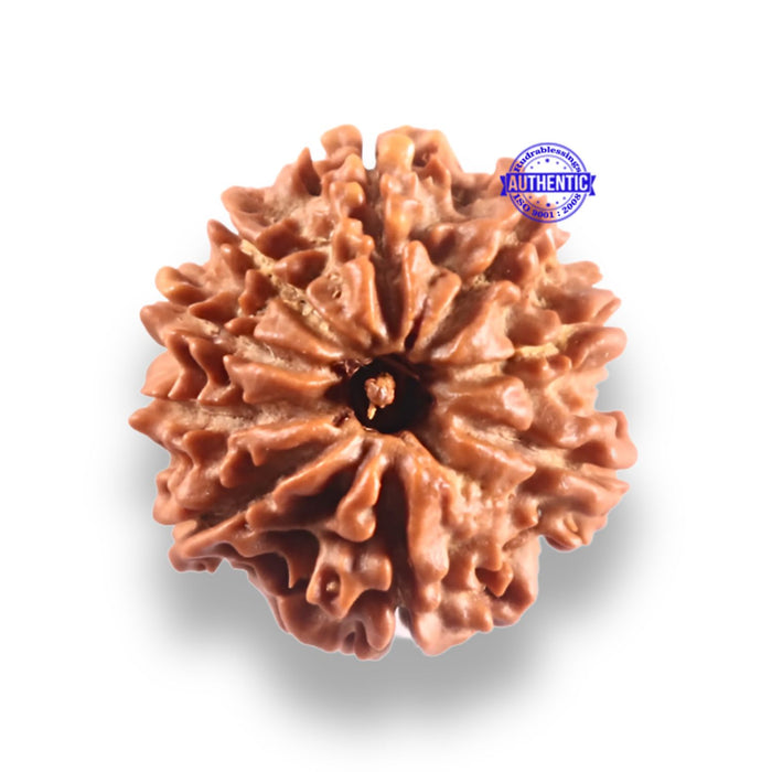 9 Mukhi Nepalese Rudraksha - Bead No. 447