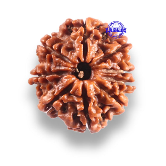 9 Mukhi Nepalese Rudraksha - Bead No. 449