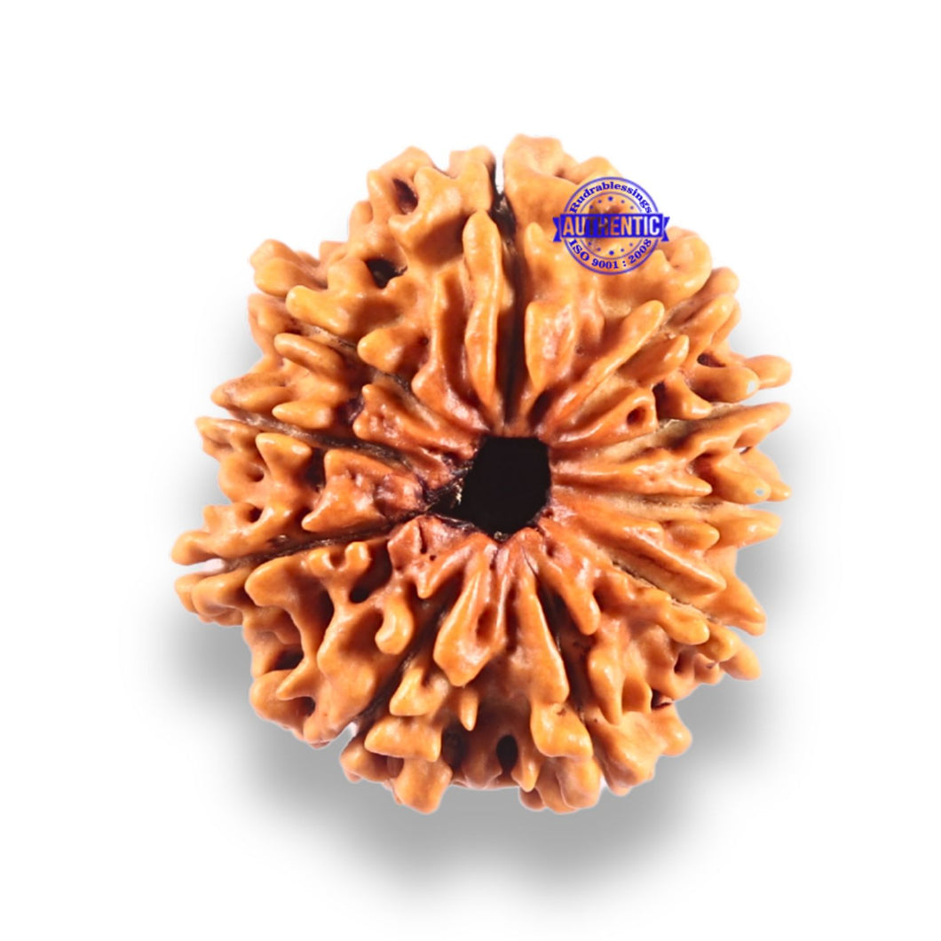 10 Mukhi Nepalese Rudraksha - Bead No. 444