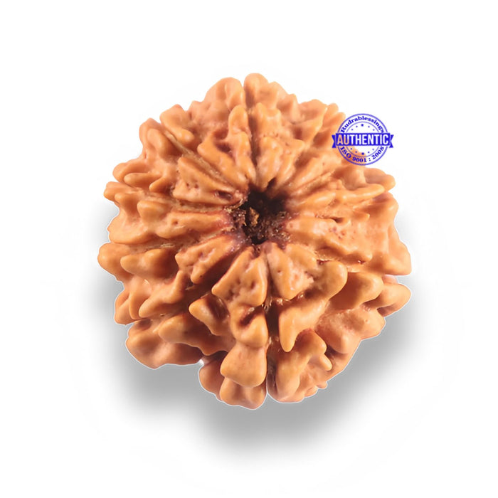 9 Mukhi Nepalese Rudraksha - Bead No. 446