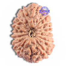 Load image into Gallery viewer, 16 Mukhi Rudraksha from Indonesia - Bead No. 319
