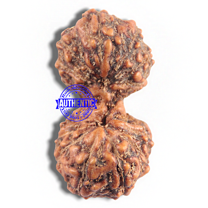 16 Mukhi Gaurishankar Rudraksha from Indonesia - Bead No. 183