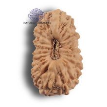 Load image into Gallery viewer, 21 Mukhi Indonesian Rudraksha - Bead No. 169
