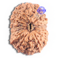 Load image into Gallery viewer, 16 Mukhi Rudraksha from Indonesia - Bead No. 321
