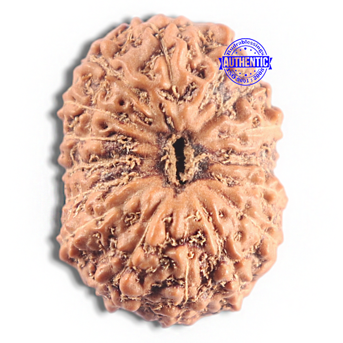 16 Mukhi Rudraksha from Indonesia - Bead No. 321