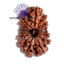 Load image into Gallery viewer, 16 Mukhi Rudraksha from Nepal - Bead No. 45
