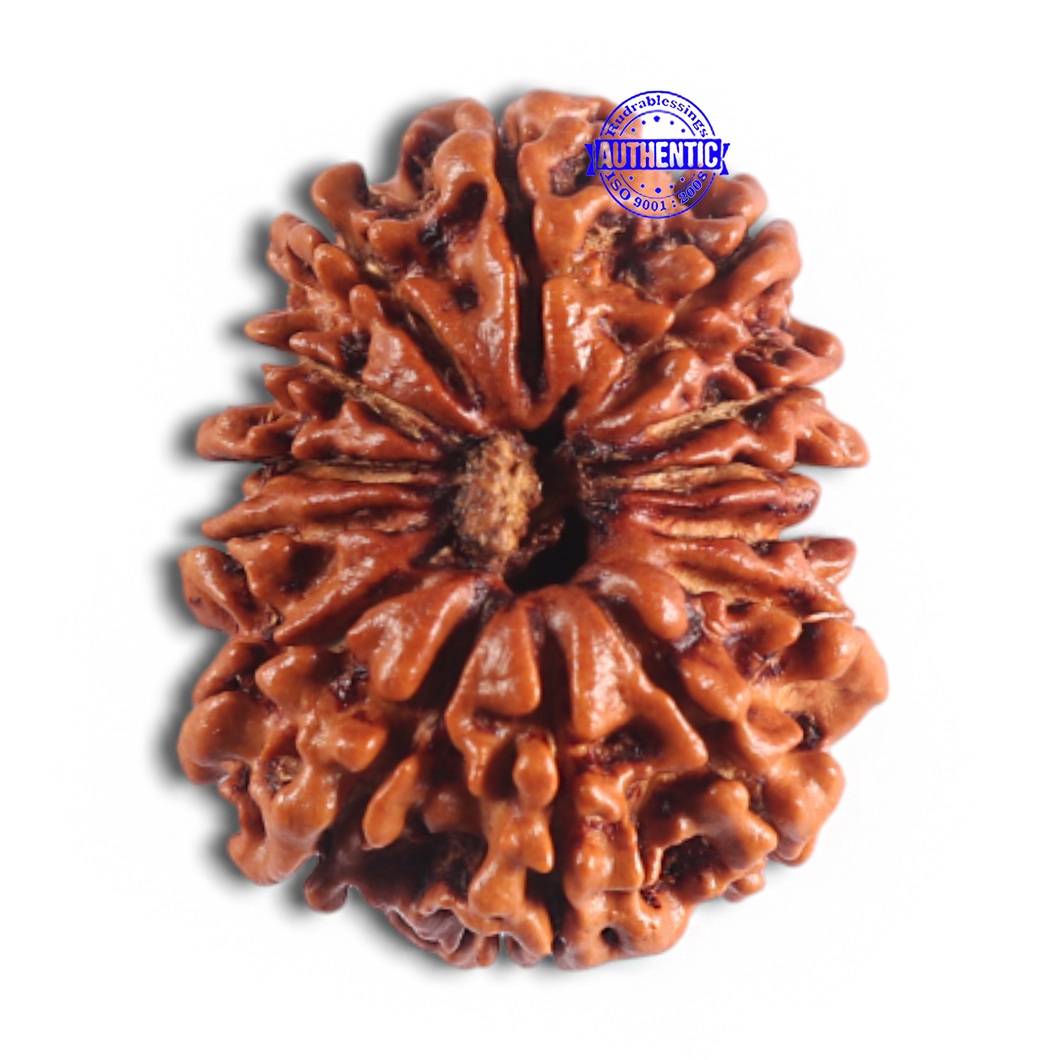 14 Mukhi Nepalese Rudraksha - Bead No. 310