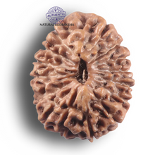 Load image into Gallery viewer, 16 Mukhi Rudraksha from Indonesia - Bead No. 349
