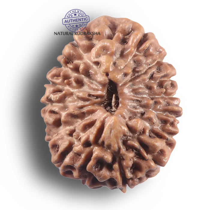 16 Mukhi Rudraksha from Indonesia - Bead No. 349