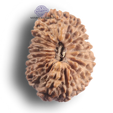 Load image into Gallery viewer, 21 Mukhi Indonesian Rudraksha - Bead No. 172
