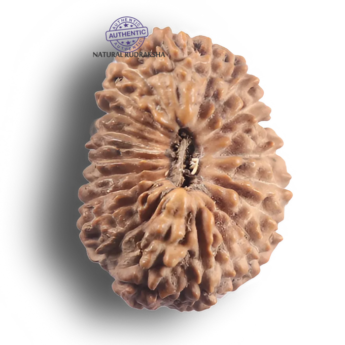 21 Mukhi Indonesian Rudraksha - Bead No. 172