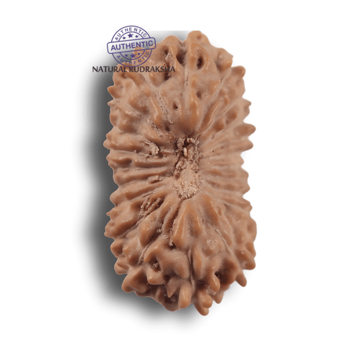 21 Mukhi Indonesian Rudraksha - Bead No. 170