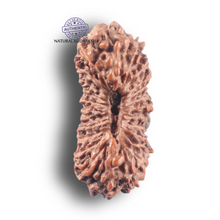 Load image into Gallery viewer, 25 Mukhi Rudraksha from Indonesia Bead No. E
