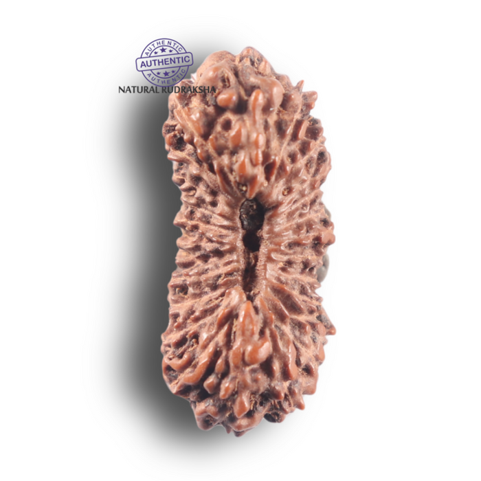 25 Mukhi Rudraksha from Indonesia Bead No. E