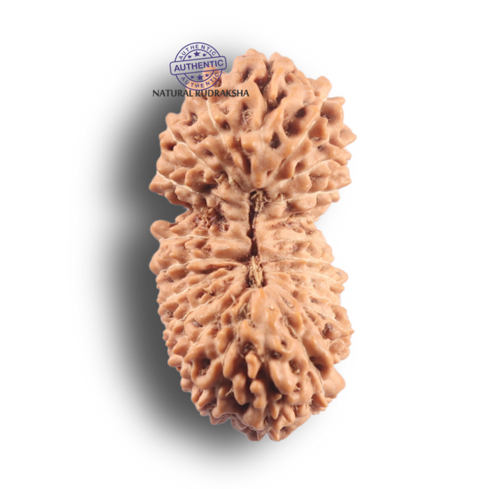 21 Mukhi Indonesian Rudraksha - Bead No. 174