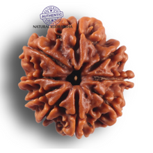 Load image into Gallery viewer, 9 Mukhi Nepalese Rudraksha - Bead No. 469
