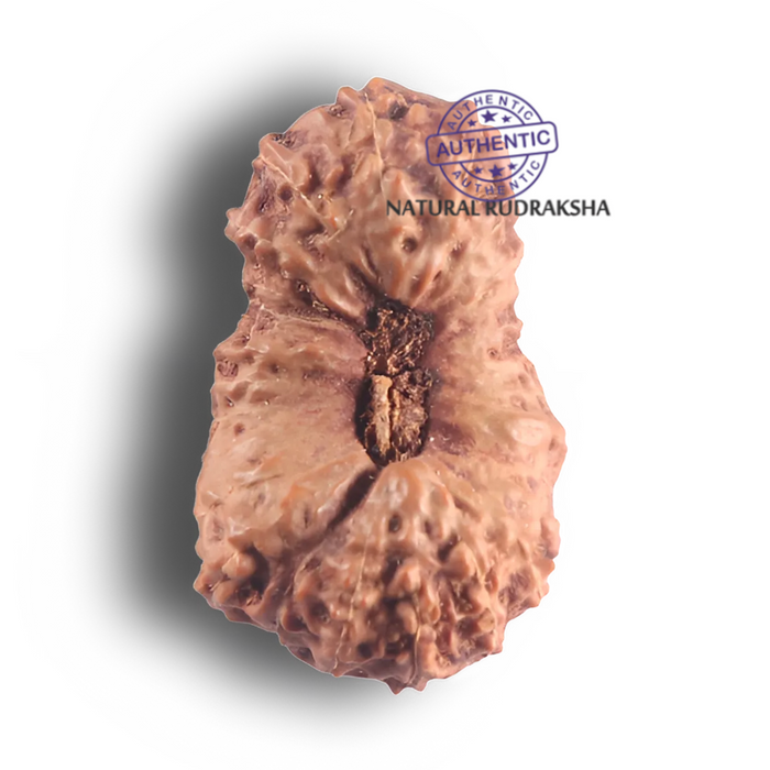 26 Mukhi Rudraksha from Indonesia