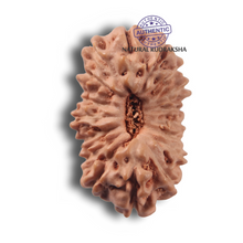 Load image into Gallery viewer, 17 Mukhi Rudraksha from Indonesia - Bead No. 291
