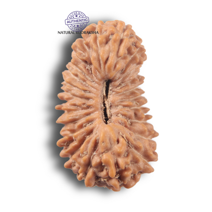 24 Mukhi Rudraksha from Indonesia