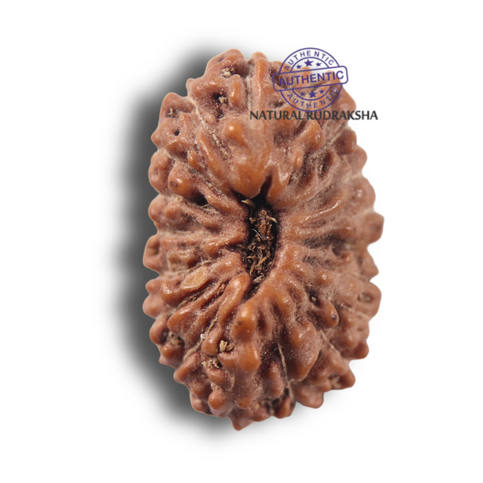 17 Mukhi Rudraksha from Indonesia - Bead No. 286