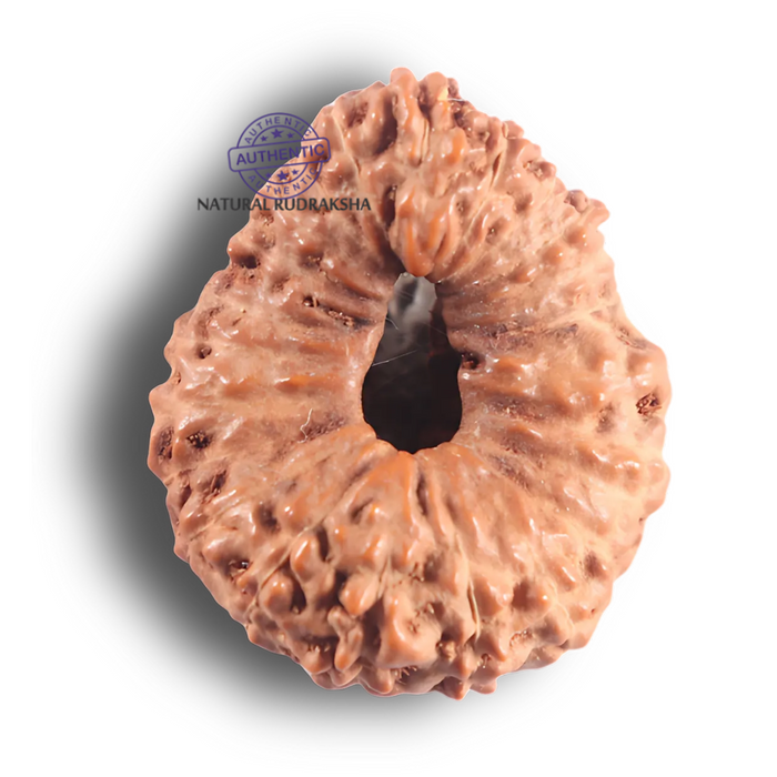23 Mukhi Rudraksha from Indonesia - Bead No. K