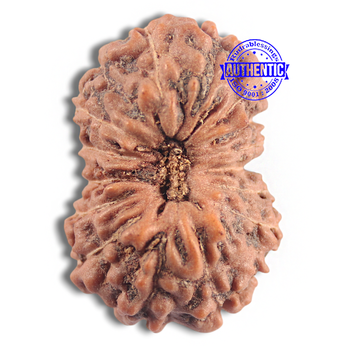 16 Mukhi Rudraksha from Indonesia - Bead No. 205