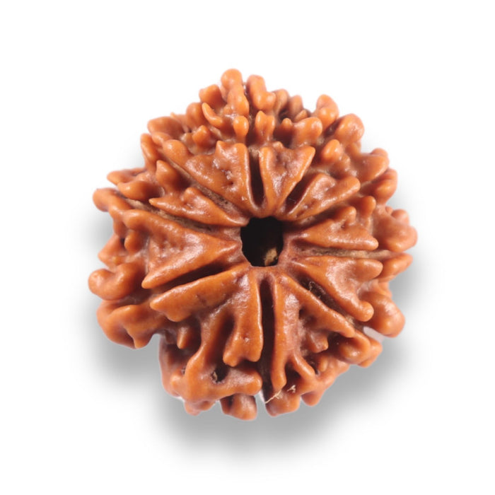 9 Mukhi Nepalese Rudraksha - Bead No. 437