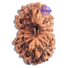 Load image into Gallery viewer, 16 Mukhi Rudraksha from Indonesia - Bead No. 294
