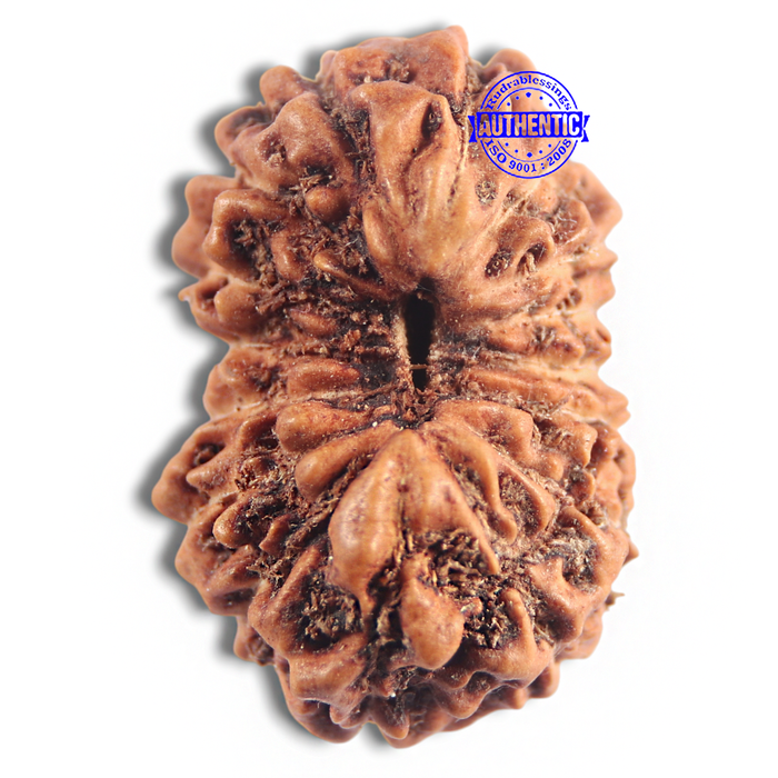 16 Mukhi Rudraksha from Indonesia - Bead No. 294