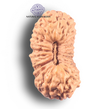 Load image into Gallery viewer, 25 Mukhi Rudraksha from Indonesia - Bead No. H
