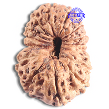 Load image into Gallery viewer, 16 Mukhi Rudraksha from Indonesia - Bead No. 311
