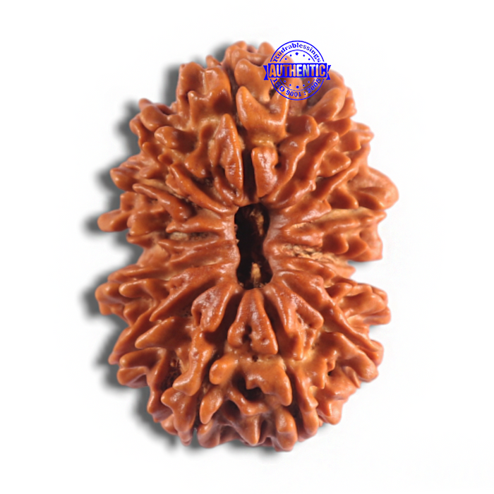 14 Mukhi Nepalese Rudraksha - Bead No. 312