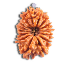 Load image into Gallery viewer, 16 Mukhi Rudraksha from Nepal - Bead No. 126
